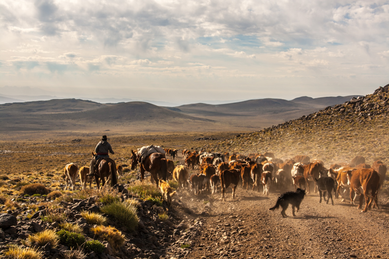 A long, long, slow descent on a bad road interrupted by gauchos herding their cows in the morning.